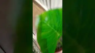 Мои новые растения часть 14 #plantman