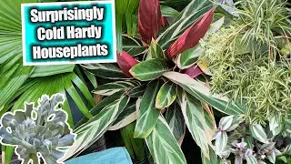 Houseplants That Can Take The Cold! Cold Hardy Houseplants