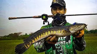 Amazing Maral Fishing🎣/INCREDIBLE SNAKEHEAD FISHING🎣 videos