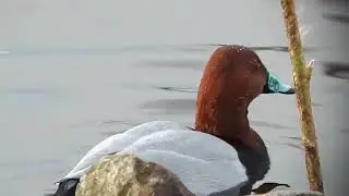 🦆🔴POCHARD🔴🦆 #PORRONCOMUN #POCHARD #Aythya americana #ducks #waterfowl #duckseason