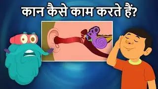कान कैसे काम करते हैं? | How Your Ears Work In Hindi | Dr Binocs Show | Rajshri Kids