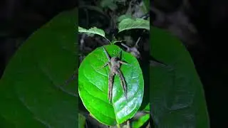 Dangerous animal beautiful creation of allah #allah #animals #viral #famous #anakonda #shorts #usa