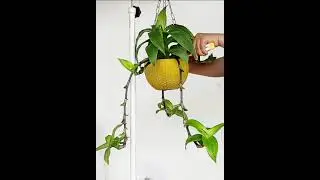 CARE TO CALLISIA FRAGRANS PLANT 🪴
