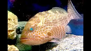 オオモンハタ　Areolate grouper　Epinephelus areolatus