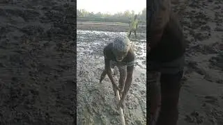 ধান চাষের জন্য জমি তৈরির কষ্টকর দৃশ্য | Traditional Land Preparation for Rice Farming