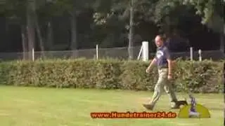 Prager Rattler Caspar vom Lausitzblick ausgebildet bei Hundetrainer 24