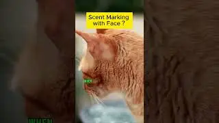 Why Cat Scent Marking with Face Isn't What You Think