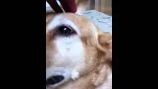 HMN's dog