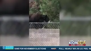 Bear spotted in Monterey County neighborhoods