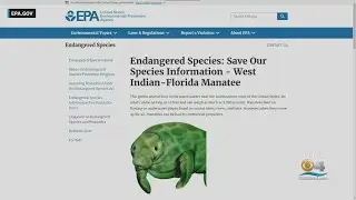 Saving The Manatees