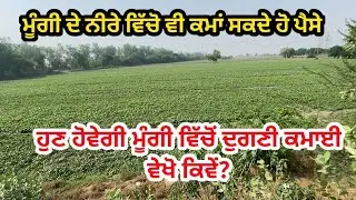 ਮੂੰਗੀ ਵਿੱਚੋਂ ਦੁਗਣੀ ਕਮਾਈ ਕਰੋ - Mungi Neera for goats - goat farming @ILTILANATV