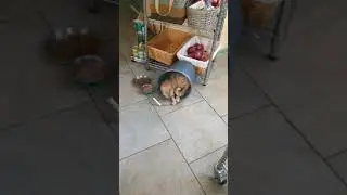 Milo in a Bucket