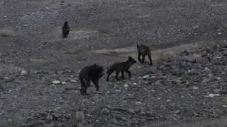 Wolf Pups and Ravens