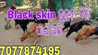 କୁକୁଡ଼ା ବିକ୍ରି ପାଇଁ ଅଛନ୍ତି କଳ କରନ୍ତୁ #youtube #vlog 