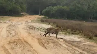 Failed Leopard Hunt || Part 1 || Wilpattu National park