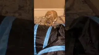 Bunny playing with toy #rabbit #bunny #cutebunny