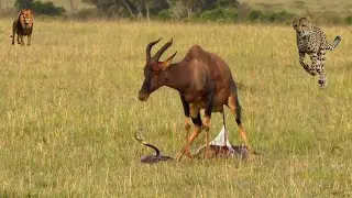 Wildlife: New Born Baby Antelope Vs Hungry Predators | Animal Attacks