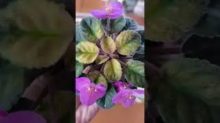Фиалки это не только цветы,но и ....☘️☘️☘️☘️☘️🍂🍂🍂🍂🍁🍁🍁🍁