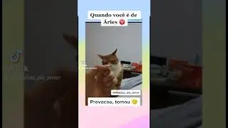 Arianas e arianos presentes? 🙋&zwj;♀️ #gatos #signos #signo #aries #&aacute;ries
