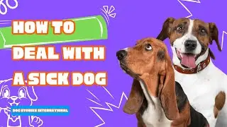 How to Support a Dog in Pain, And Their Incredible Resilience