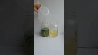 How to Make Red Raspberry Leaf & Ginger Water Kefir