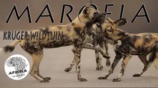 MAROELA