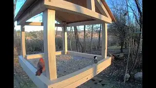 Birds - Upstate New York Live Stream