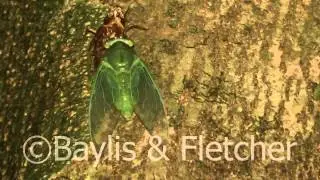 Jade-green cicada, Malaysia. 20120505_214457.mp4