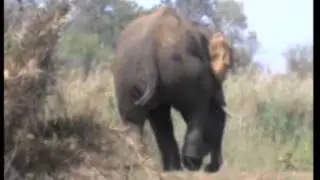 Officials Rescue Injured Elephant In Eastern India