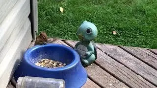 Territorial Squirrel