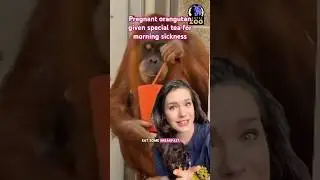 🦧Pregnant orangutan gets special tea for morning sickness #orangutan #morningsickness #pregnancy