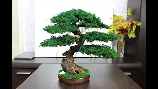 Preserved mini Bonsai Tree - simply the best decor for your interior! 15,75