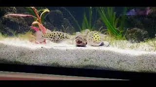 Green Spotted Pufferfish Learning Clam Eating