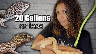 BEST Reptiles for Small Tanks | 20 gallons or less