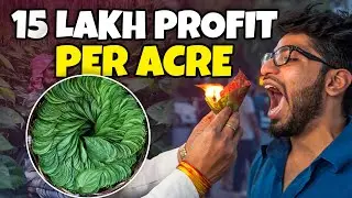 Betel Leaf Farming | You can get a Minimum of 15 Lakh Profit per Acre with Paan Leaf Cultivation!