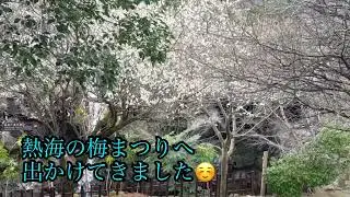 【熱海梅祭り】お江戸日本橋〜梅は咲いたかBGM