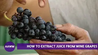 How to Extract Juice from Grapes with Winemaker Fred Scherrer