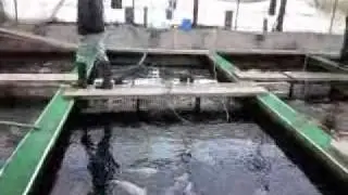 Tashiro liekoi Ikarashi.wmv