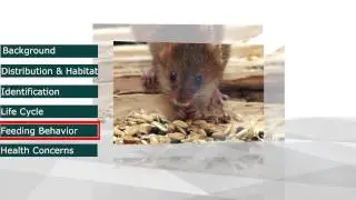 Домовая мышь (Mus musculus)