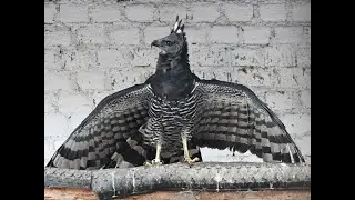 Falconry: The Guiana Crested Eagle