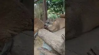 &iquest;Qu&eacute; est&aacute; pasando aqu&iacute;? #awebo #awawa #hyrax