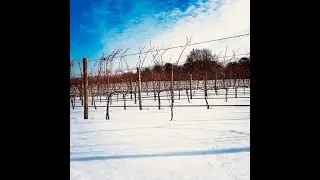 7 Vines Vineyard and Winery