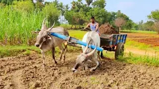 Bullock Cart Cow Dung Load Pulling Performance | Bullock Cart Ride