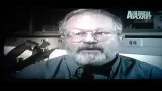 ratzilla on animal planet part-4