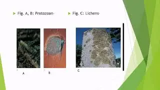 Microbial interaction