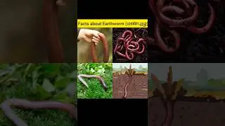 Facts about Earthworm 🪱 #facts #amazingfacts #earthworm #farmer #farmersfriend #earthworms #fact