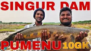 We Cache A Giant Snakehead Fish In Singur Dam || vinod fishing 🎣🎣