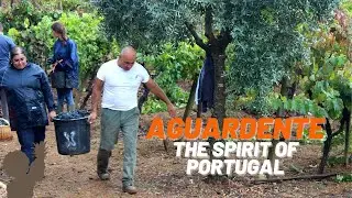 Aguardente: The Spirit of Portugal  // Aguardente artesanal