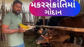 મકરસંક્રાંતિમાં ગોદાન || Jaylo tofani || Sanjay Patel || Jay Patel || new volg || trending || seva |