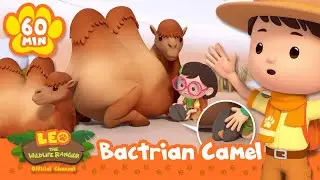 Leo Saves a Camel from a Splinter! | Full Episodes | Leo the Wildlife Ranger | Cartoons for Kids